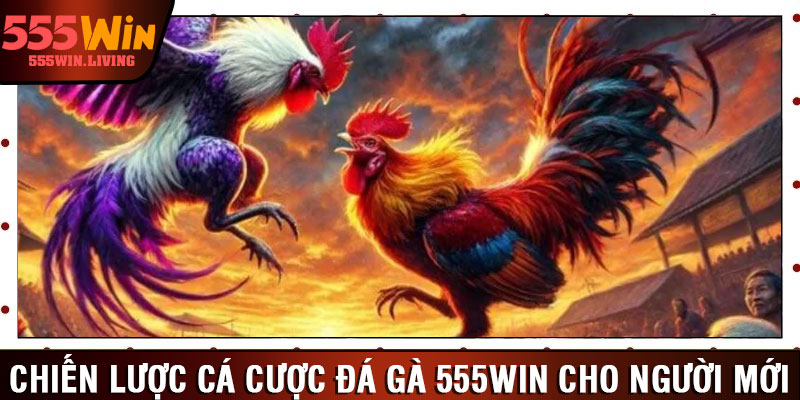 Chiến lược cá cược đá gà 555win cho người mới