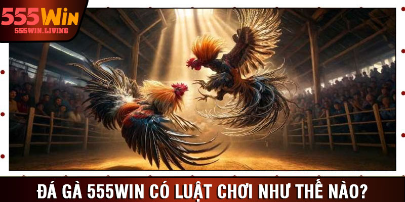 Đá gà 555win có luật chơi như thế nào?